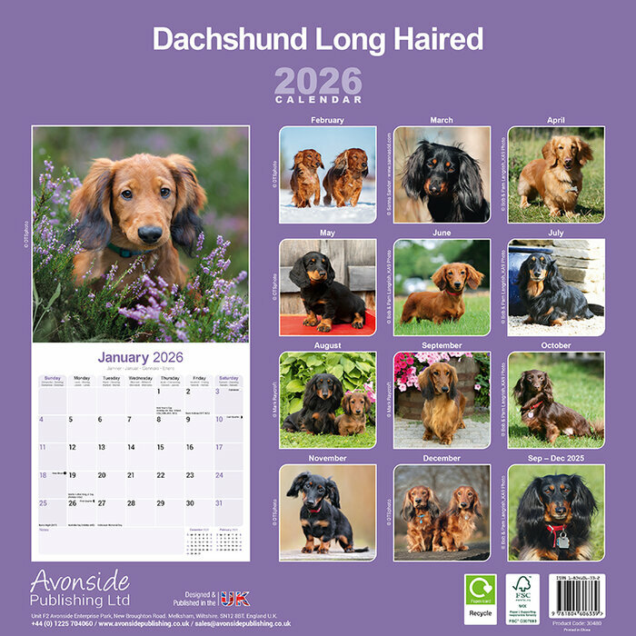 Calendrier Papier 2026 Teckel Daschund