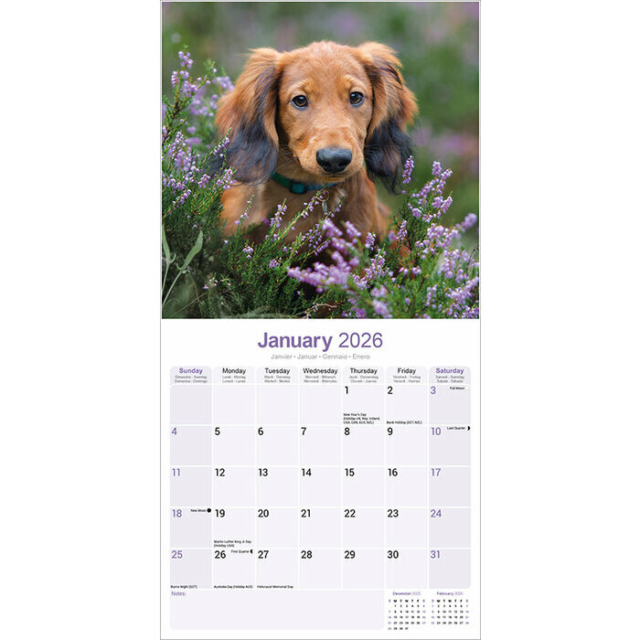 Calendrier 2026 Teckel Daschund
