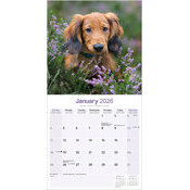 Calendrier 2026 Teckel Daschund