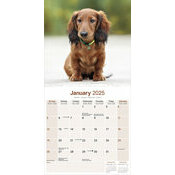 Calendrier Chiot Teckel Poil Long 2025