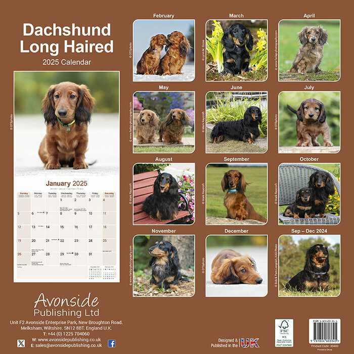 Calendrier Mural 2025 Teckel Daschund