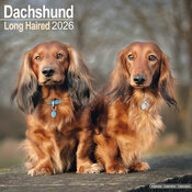 Calendrier Mural 2026 Teckel Daschund