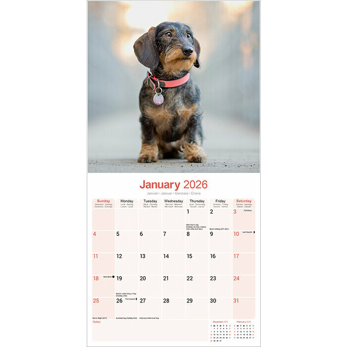 Calendrier papier Teckel Poil Dur 2026