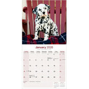 Calendrier papier 2026 Dalmatien Nature