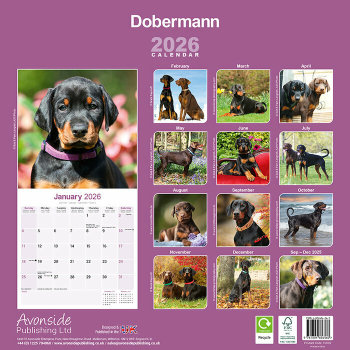 Calendrier papier 2026 Dobermann Plage