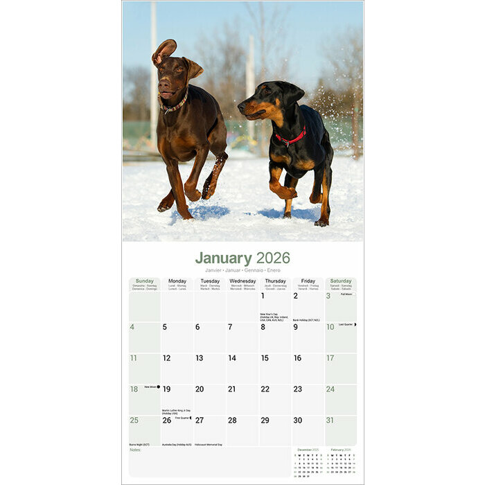Calendrier Dobermann Plage