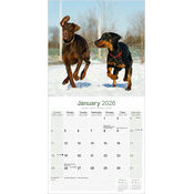 Calendrier Dobermann Plage