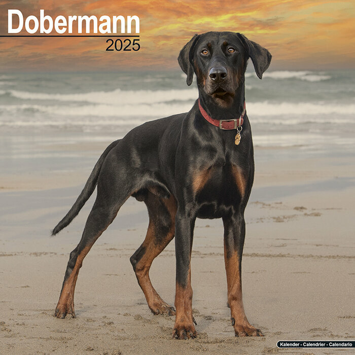 Calendrier 2025 Dobermann Plage