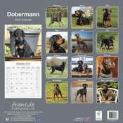 Calendrier 2025 Dobermann Garde