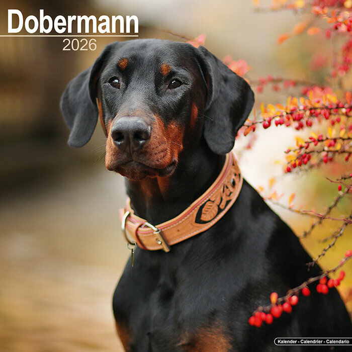 Calendrier mural 2026 Dobermann Plage