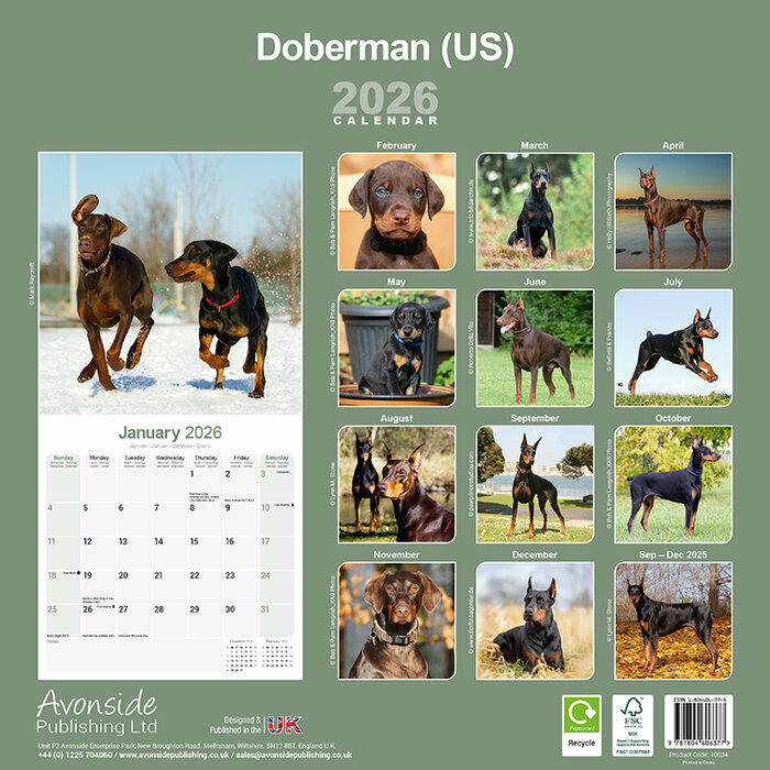 Calendrier mural 2026 Dobermann Oreilles Coupées