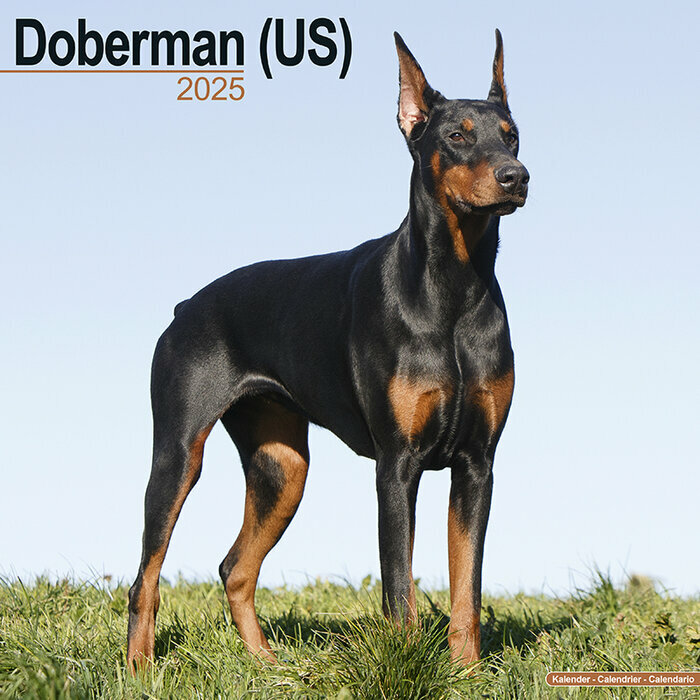 Calendrier 2025 Dobermann Oreilles Coupées