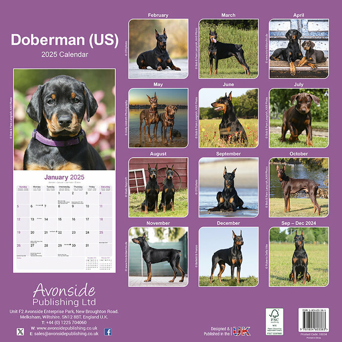 Calendrier Mural 2025 Dobermann Oreilles Pointues