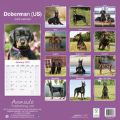 Calendrier Mural 2025 Dobermann Oreilles Pointues