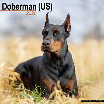 Calendrier 2026 Dobermann Oreilles Coupées