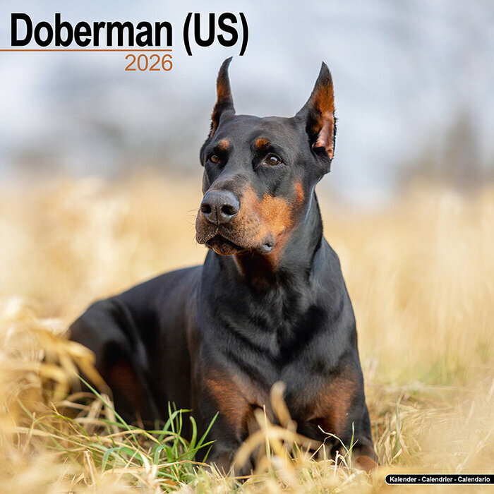 Calendrier 2026 Dobermann Oreilles Coupées