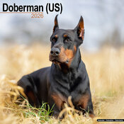 Calendrier 2026 Dobermann Oreilles Coupées