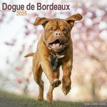 Calendrier 2025 Dogue de Bordeaux