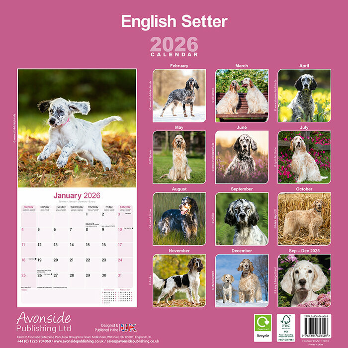 Calendrier papier Setter Anglais 2026