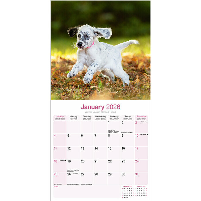 Calendrier Setter Anglais 2026