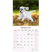 Calendrier Setter Anglais 2026