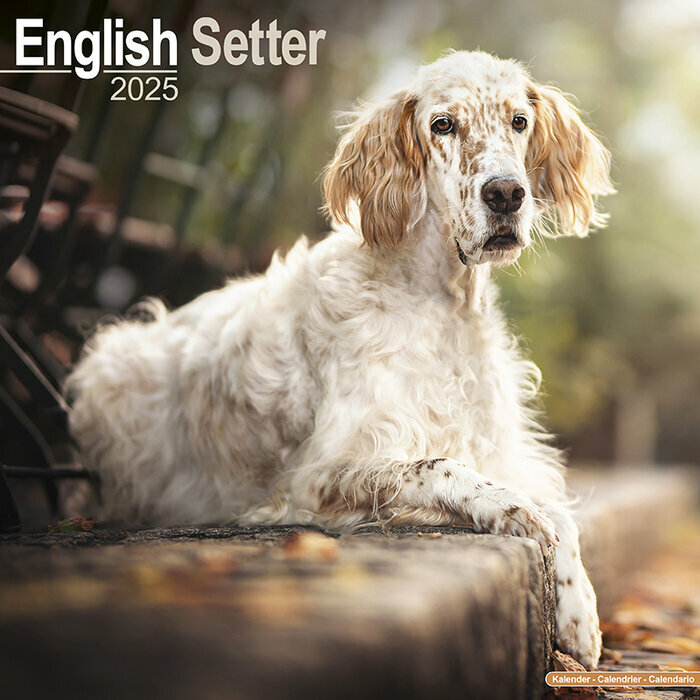Calendrier Setter Anglais 2025