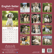 Calendrier Mural Setter Anglais 2025
