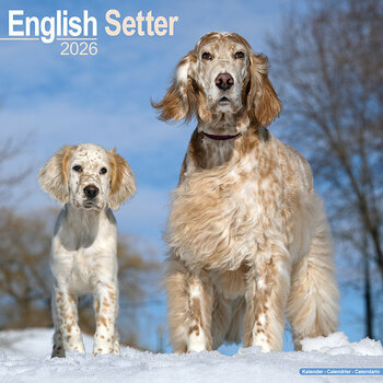 Calendrier 2026 Setter Anglais