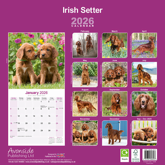 Calendrier mural Setter Irlandais 2026