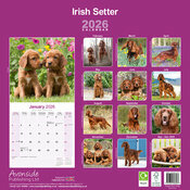 Calendrier mural Setter Irlandais 2026