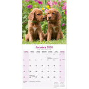Calendrier papier Setter Irlandais 2026