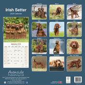 Calendrier Mural 2025 Setter Irlandaise