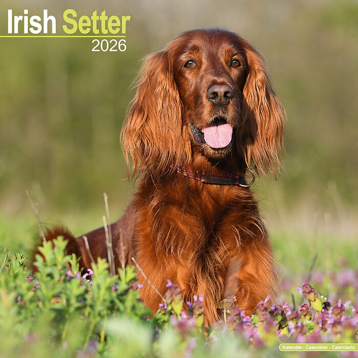Calendrier Setter Irlandais 2026