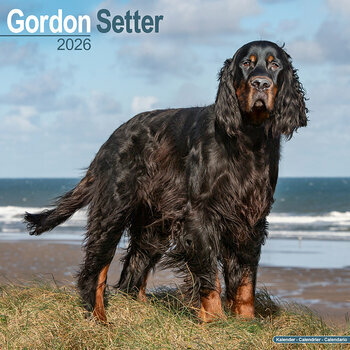 Calendrier 2026 Setter Gordon