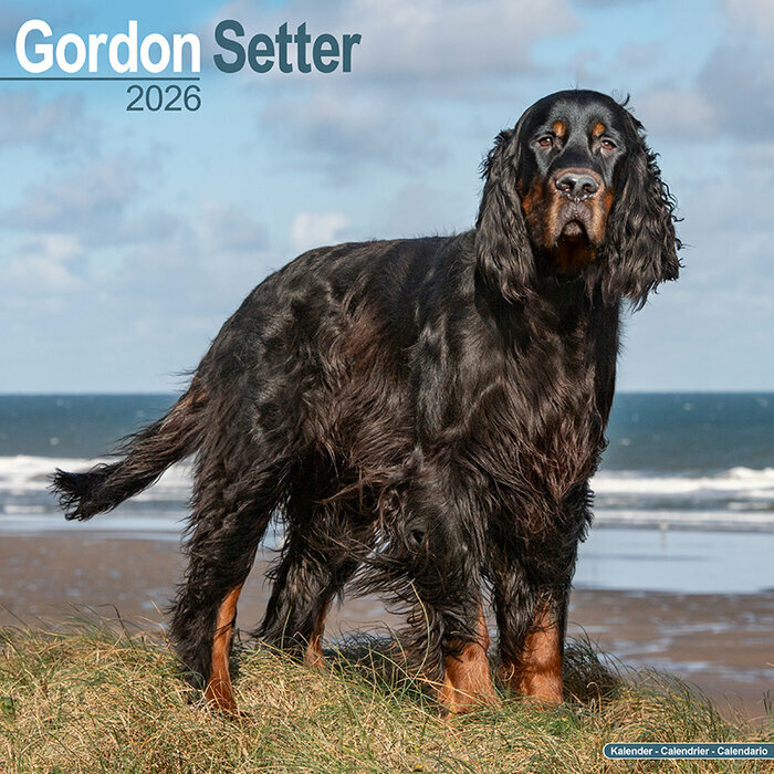 Calendrier Mural Setter Gordon 2026