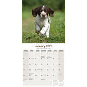 Calendrier Chiot English Springer 2025