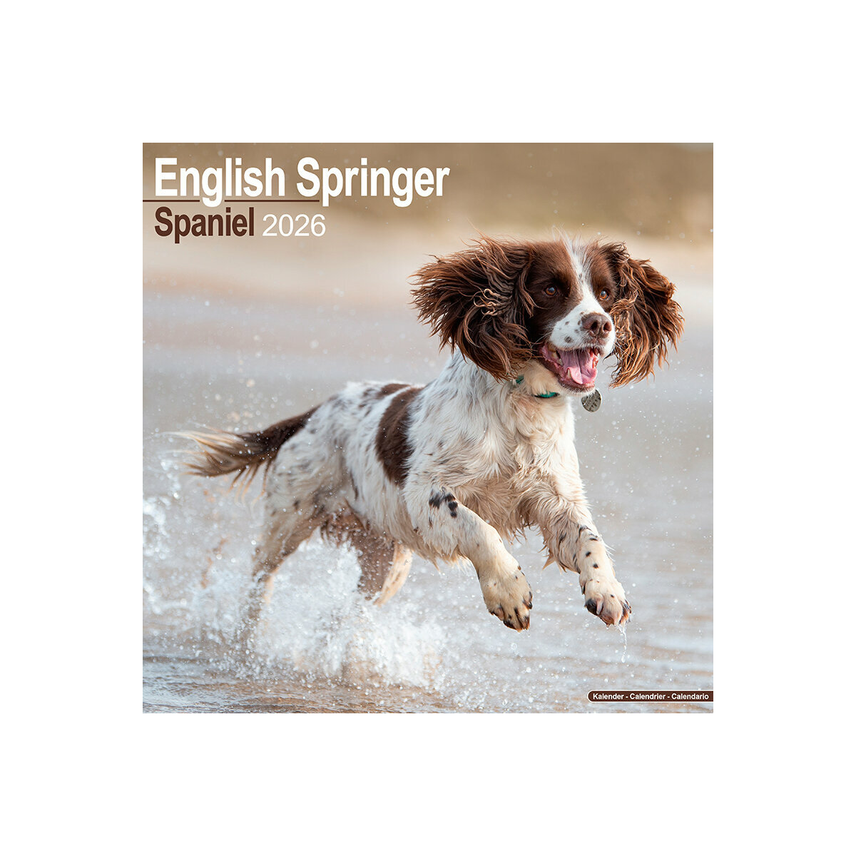 Calendrier Mural 2025 Chien de Race English Springer Spaniel Chien de