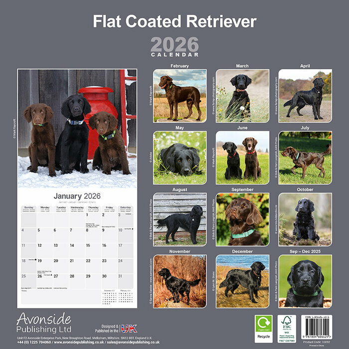 Calendrier papier 2026 Flat Coated Retriever Noir