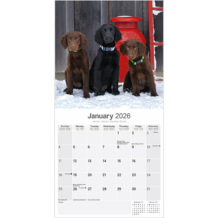 Calendrier 2026 Flat Coated Retriever Noir