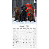 Calendrier 2026 Flat Coated Retriever Noir