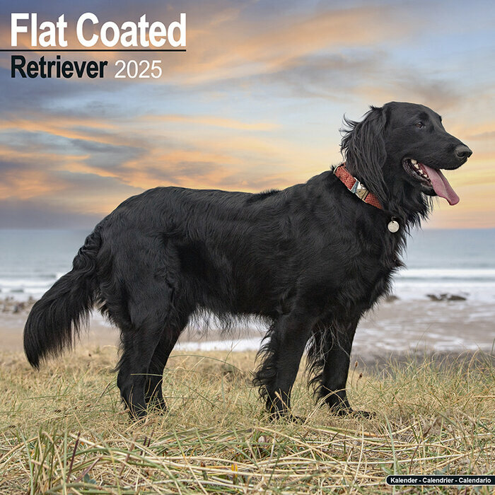 Calendrier Mural 2025 Flat Coated Retriever Noir