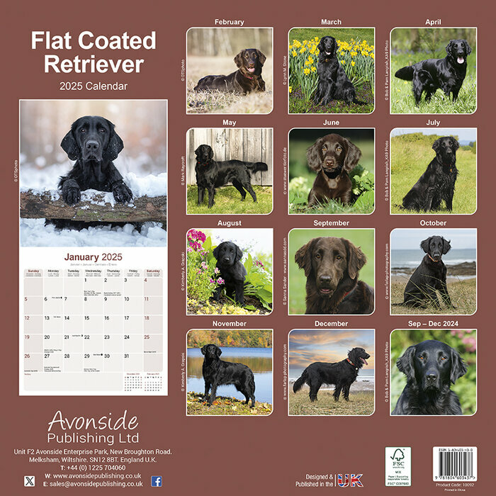 Calendrier 2025 Flat Coated Retriever Noir et Chocolat