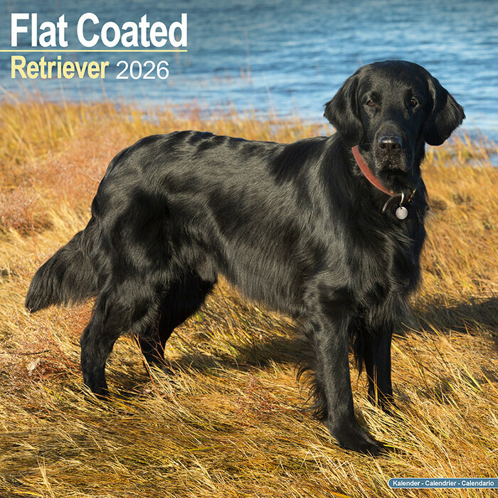 Calendrier Mural 2026 Flat Coated Retriever Noir