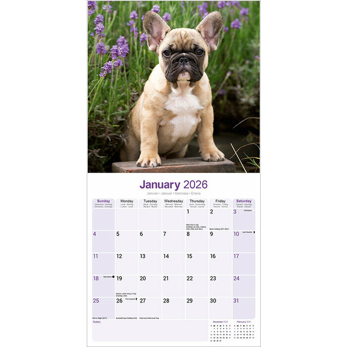 Calendrier Bouledogue Franais 2026 mural Fauve