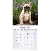 Calendrier Bouledogue Franais 2026 mural Fauve