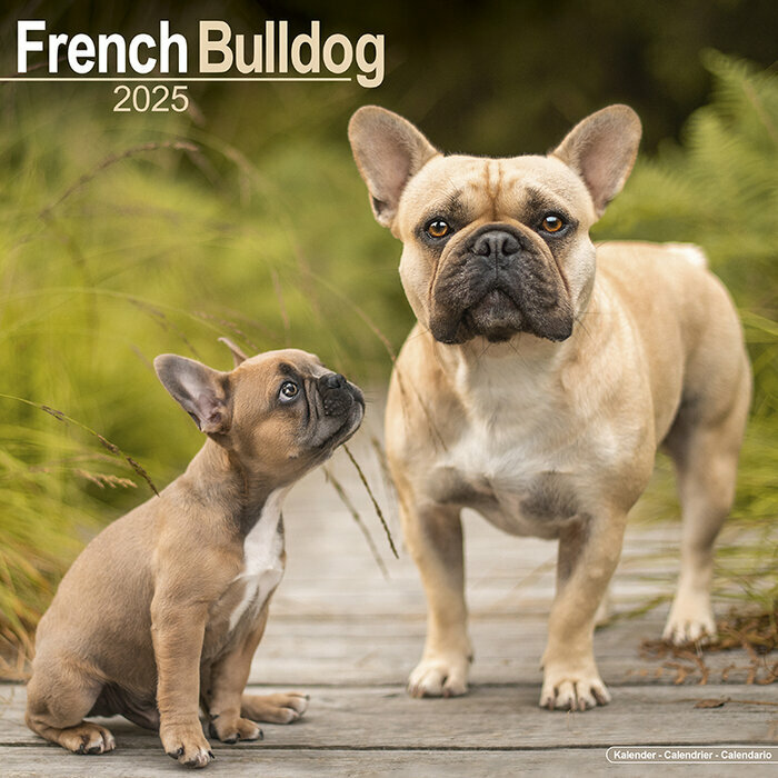 Calendrier Bouledogue Franais 2025 Fauve
