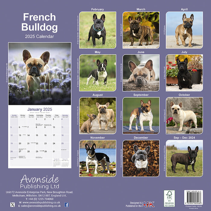 Calendrier Mural 2025 Bouledogue Franais toutes couleurs