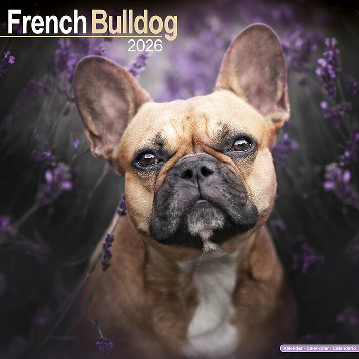 Calendrier Bouledogue Franais 2026 Fauve