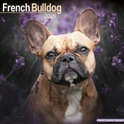 Calendrier Bouledogue Franais 2026 Fauve