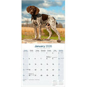 Calendrier 2026 Braque Allemand Poil Court